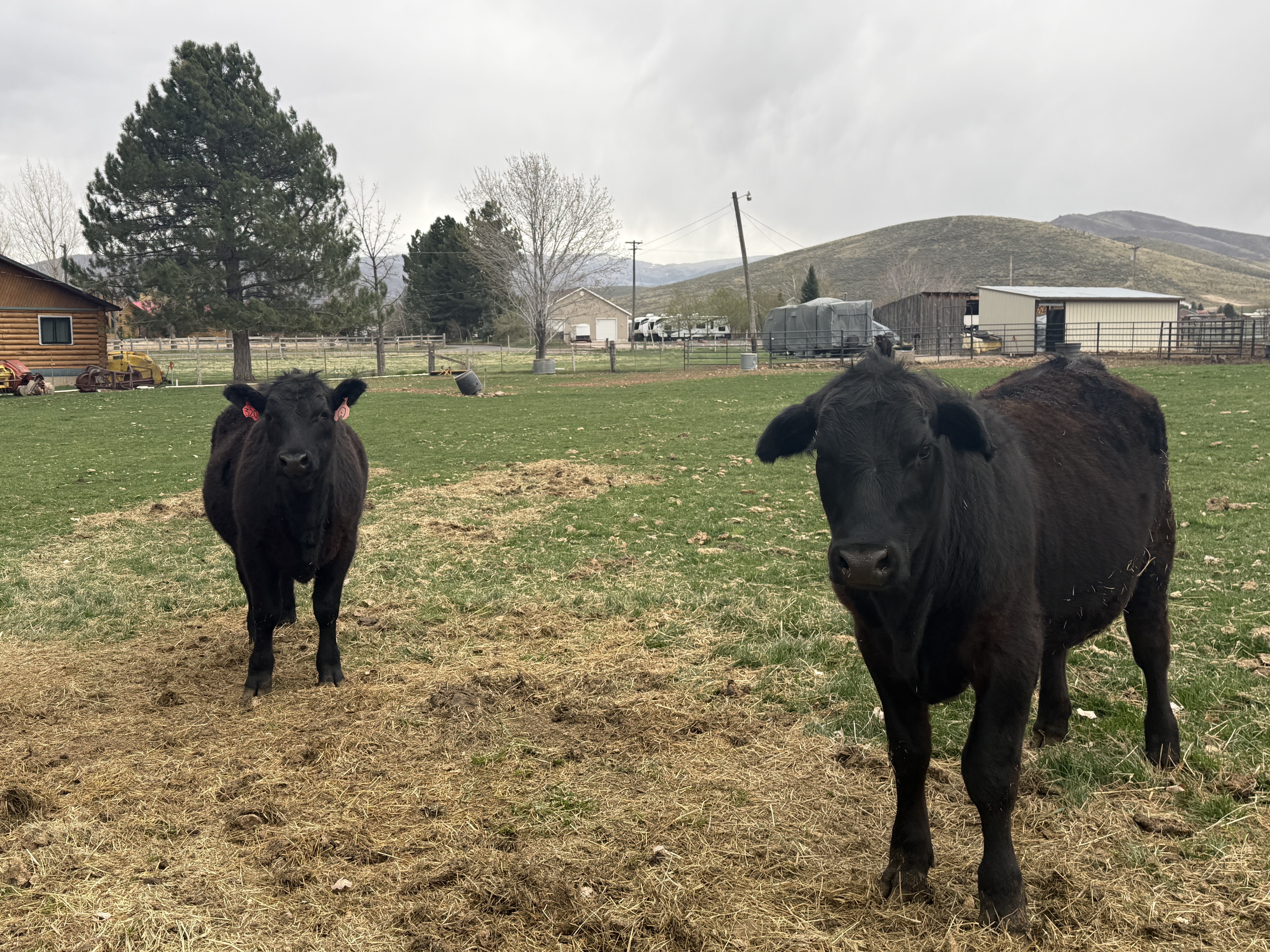 Cows grazing in a Heber Valley pasture with the Wasatch Mountains in the background